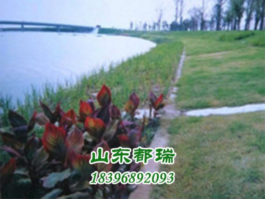 河道植草生態(tài)護(hù)坡